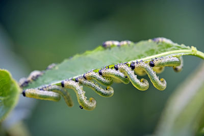 Close-up of lizard on leaf