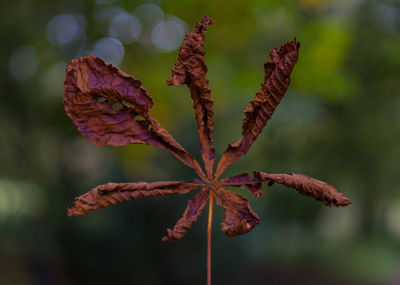 Close-up of leaf on plant