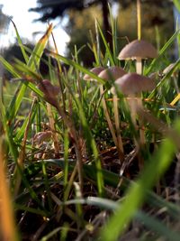 Close-up of fresh green plants