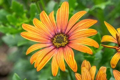 Close-up of orange flower blooming outdoors