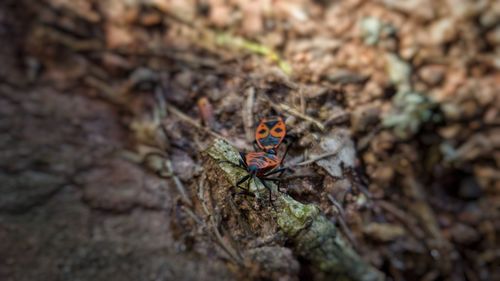 Close-up of butterfly on rock