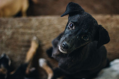 Close-up of dog looking away