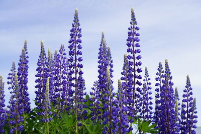 Low angle view of purple flowers blooming against sky