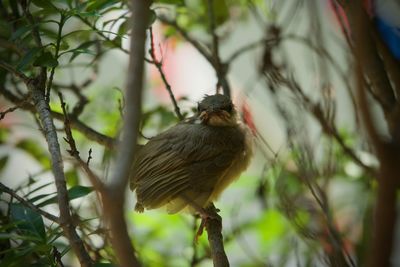 Low angle view of bird perching on branch