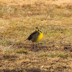 Bird perching on ground