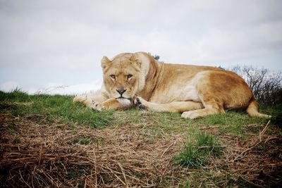 Lion relaxing against sky