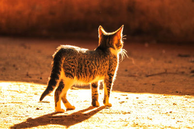 Full length of a cat