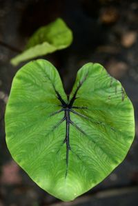 Close-up of leaf