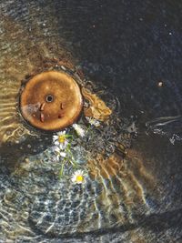 High angle view of snake floating on water