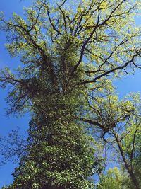 Low angle view of trees against blue sky