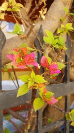 Close-up of pink flowering plant