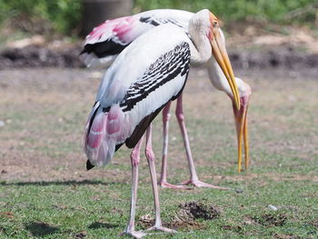 Bird standing in a field