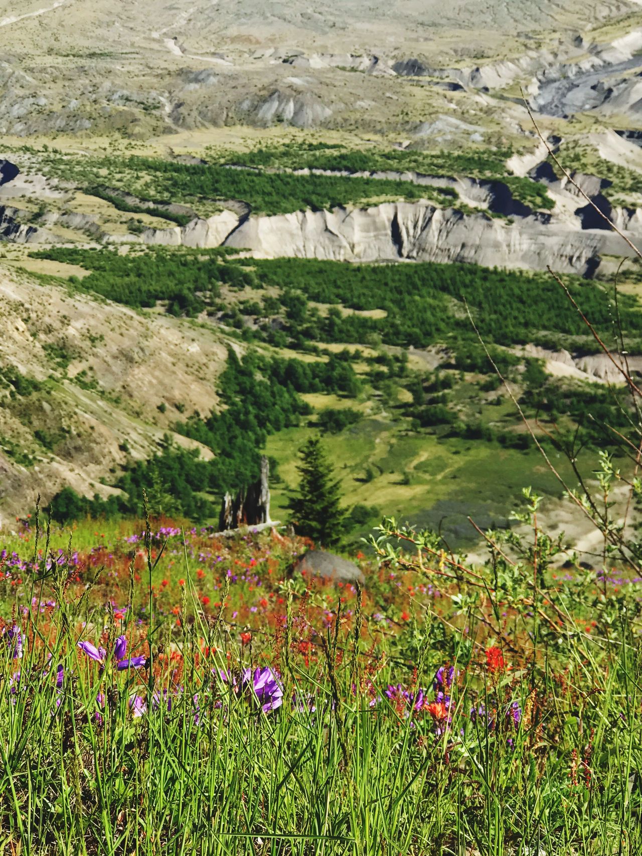 Mount Saint Helens National Park, Wasgington