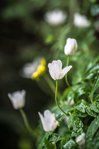 Close-up of white flowering plant