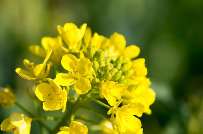 Close-up of yellow flowers