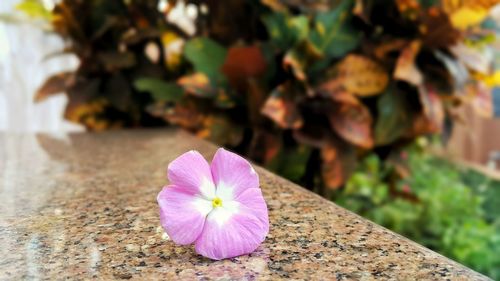 Close-up of pink flower on retaining wall