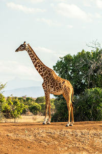 Giraffe walking on field against sky