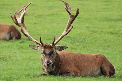 Deer in a field