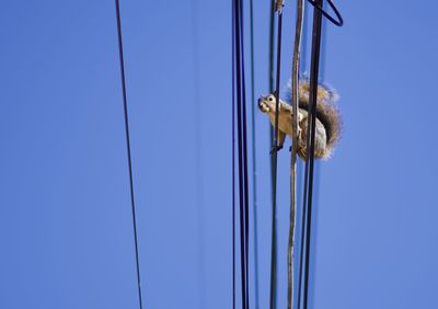 Low angle view of a rope against clear blue sky