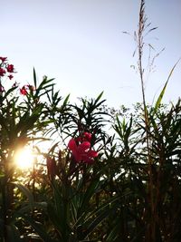 Low angle view of flowering tree against sky