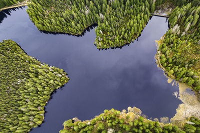 High angle view of trees