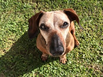 Close-up portrait of dog