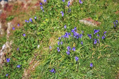 High angle view of purple flowering plants on field