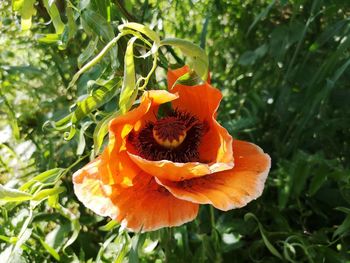 Close-up of orange flower