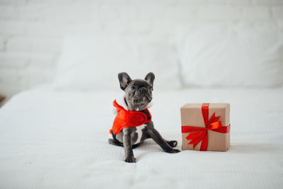 Portrait of dogs on bed at home