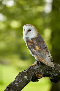Close-up of bird perching on branch