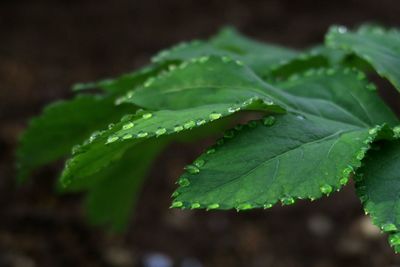 Close-up of green leaves on plant