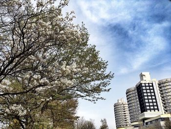 Low angle view of bare trees against sky