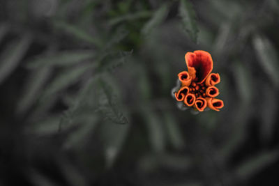 Close-up of red flower