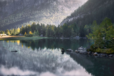 Switzerland landescape forest