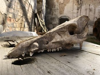 Close-up of animal skull