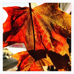 Close-up of maple leaf against sky