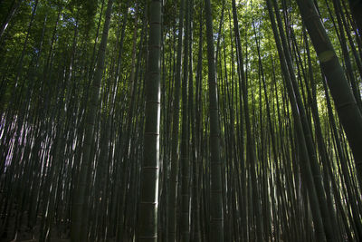 Low angle view of bamboo trees in forest