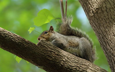Close-up of squirrel on tree trunk
