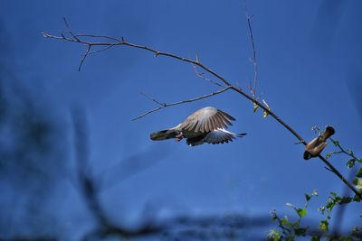 Low angle view of birds flying against the sky