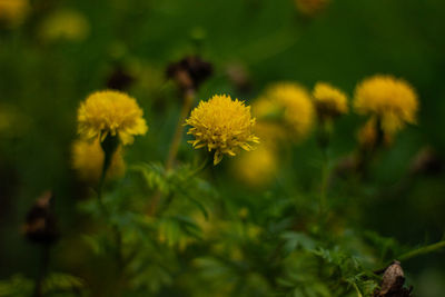 Close-up of yellow flowering plants on field