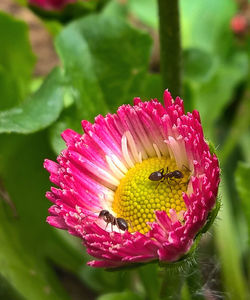 Close-up of ants pollinating on pink flower