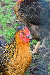 Close-up of rooster