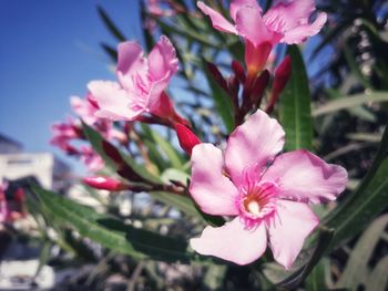 Close-up of pink flowers blooming outdoors