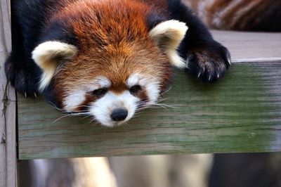 Close-up of red panda