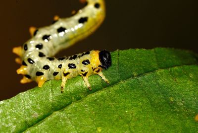 Close-up of insect