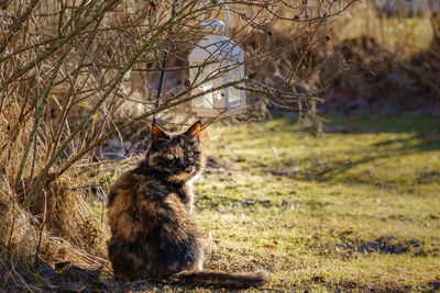Portrait of cat sitting on field