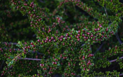 Close-up of purple flowering plants