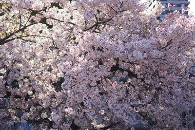 Full frame shot of pink cherry blossom tree