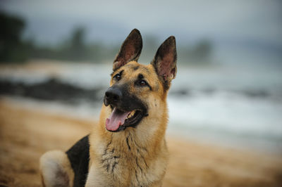 Dog with open mouth sitting at beach against sky