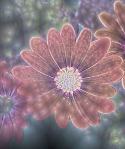 Close-up of flower blooming outdoors